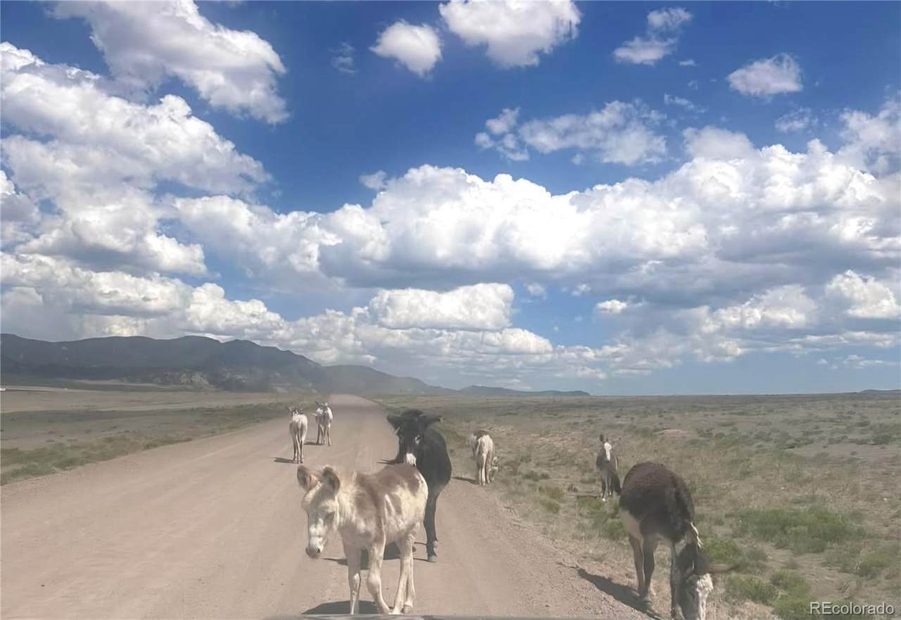  Parrot Drive - Photo 1