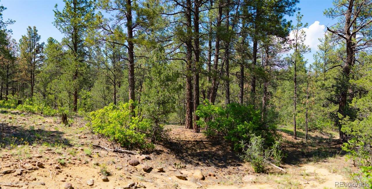 Tree Valley Lane - Photo 1