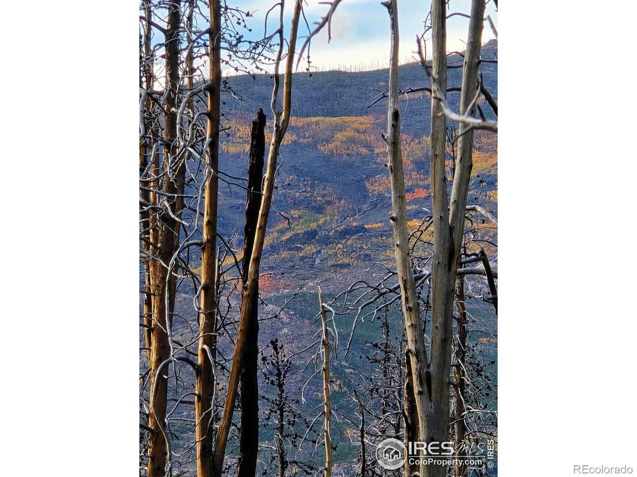 75 Sheep Horn Court - Photo 1