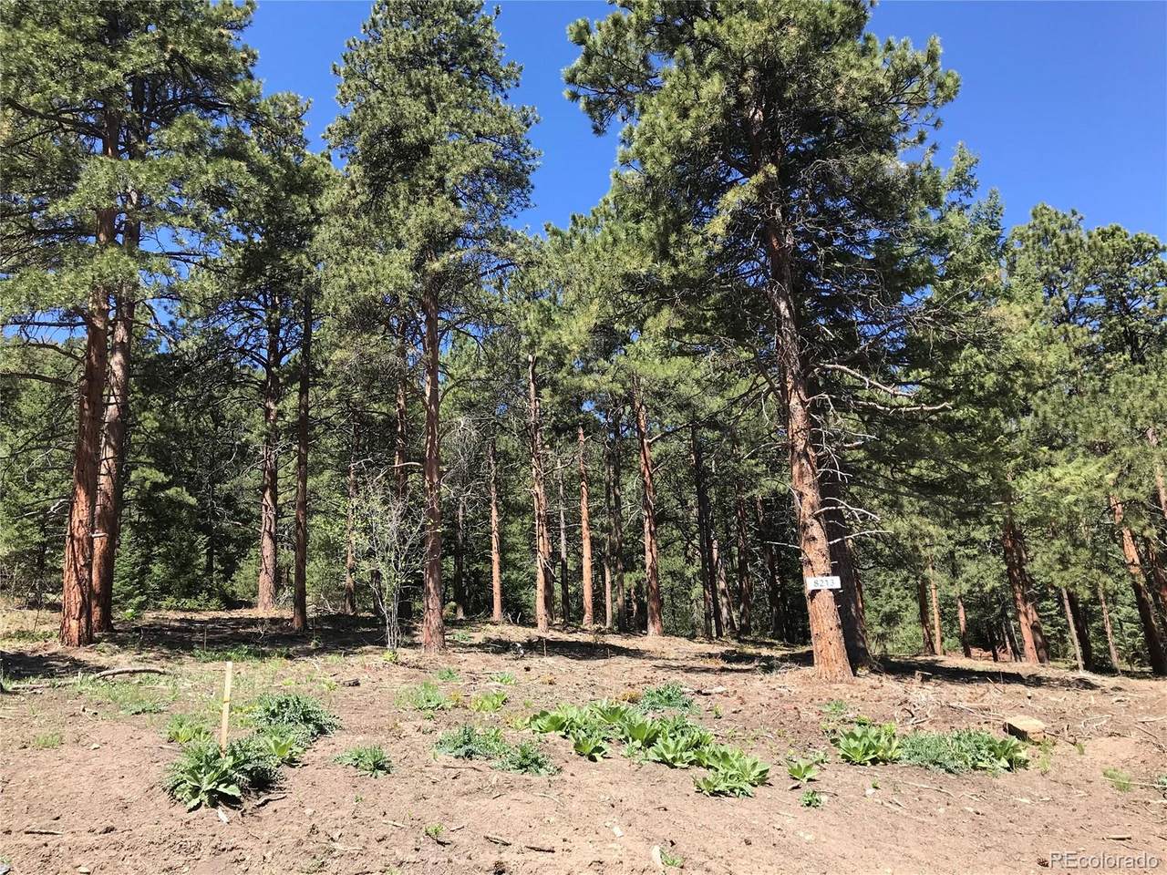 8213 Stags Leap Trail - Photo 1