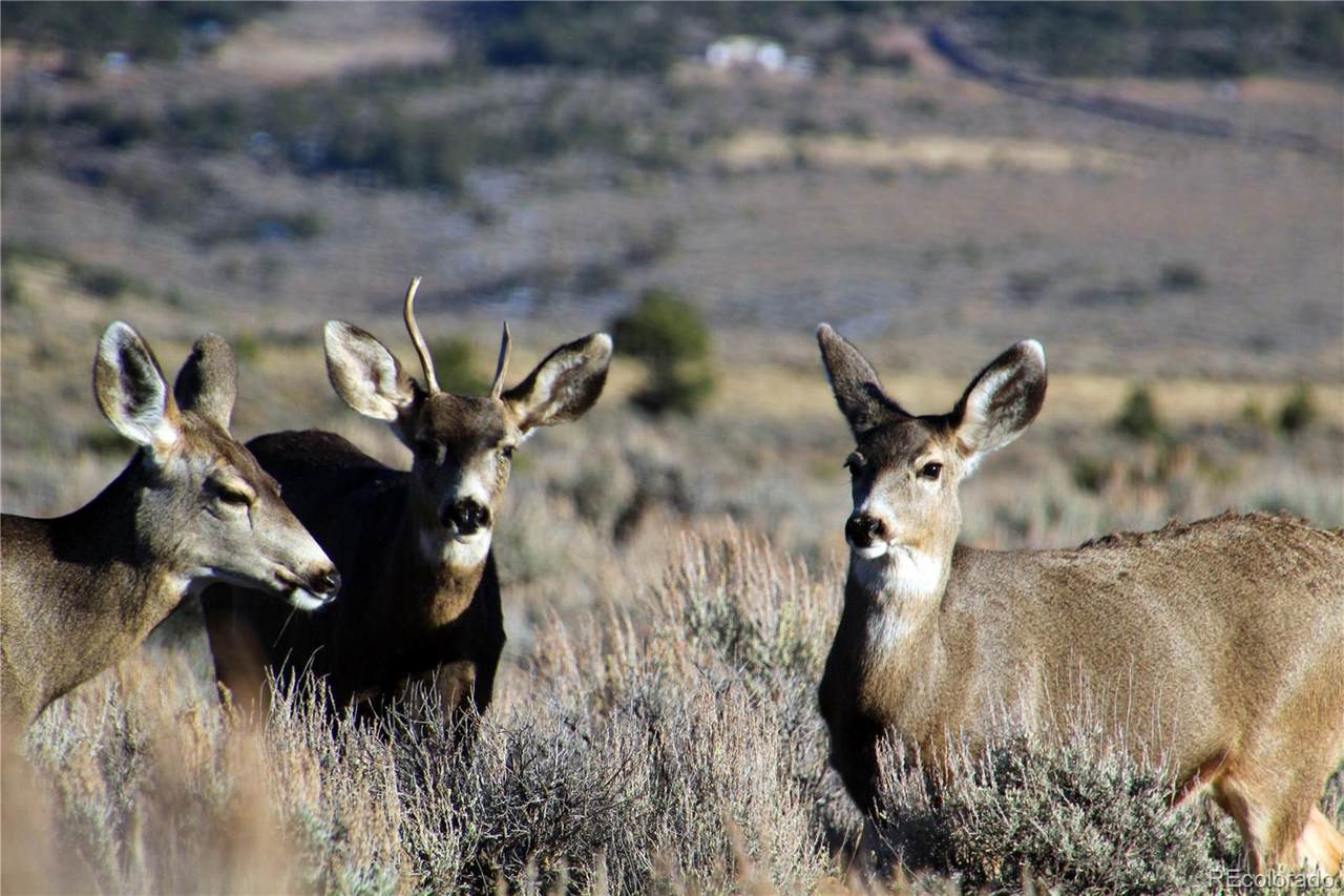 Cul-de-sac Mcdonnell Road - Photo 1