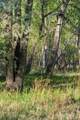 16990 Old Pueblo Road - Photo 48