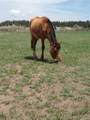  Cherry Creek Road - Photo 21