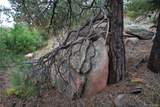 13927 Dancing Bear Trail - Photo 8