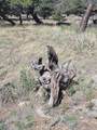 107 Crosstimber Lane - Photo 9
