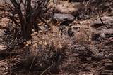 Lot 43 Shadow Trail - Photo 12