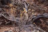 Lot 43 Shadow Trail - Photo 9