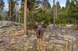 31551 Black Widow Drive - Photo 46