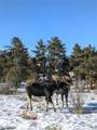 13288 County Road 261P - Photo 36