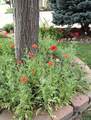 6760 98th Circle - Photo 36