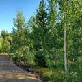 281 Polar Bear Lane - Photo 4