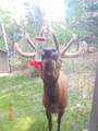 9228 Black Mountain Drive - Photo 49