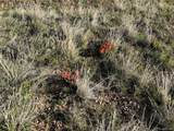 Lot 165 Silver Spurs Ranch - Photo 7
