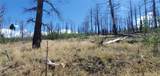 Lot 1064 Reed Lane - Photo 2