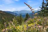 16 Camino Bosque - Photo 2