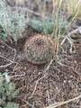 Lot 5056 France Aimee Road - Photo 8
