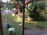 8226 Brook Forest Road - Photo 46