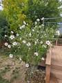 6718 Thistle Ridge Avenue - Photo 25