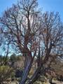 650 Pinon Crest Way - Photo 3