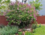 10645 Nucla Street - Photo 33