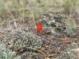 0 TBD Al Gulch Road - Photo 12