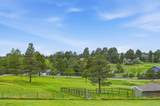 12249 Pine Vista Trail - Photo 42