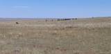 12115 St Hwy 86 Highway - Photo 3