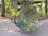 1508 Pelican Cove Road - Photo 24