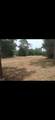 29 Pine Trace Loop - Photo 4
