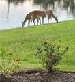 10253 Canaveral Circle - Photo 42