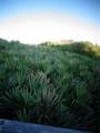 73 Calle Del Sur - Photo 16