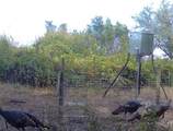 22100 Hill Grade Road - Photo 6