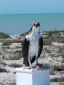 360 Gulf Boulevard - Photo 59