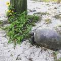 8146 Little Gasparilla Island - Photo 9