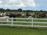 313 Gator Alley - Photo 6