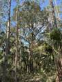 1750 Tomoka Farms Rd - Photo 8