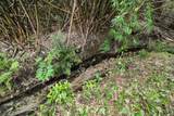 27113 Robertson Road - Photo 12