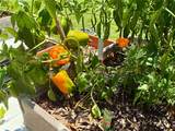 3607 Umbrella Tree Lane - Photo 51