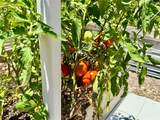 3607 Umbrella Tree Lane - Photo 52