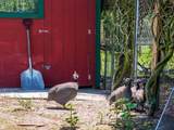 11511 Mattioda Road - Photo 45