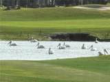 2445 Buttonwood Run - Photo 7
