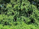 0 Orchid Avenue - Photo 1
