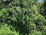 0 Orchid Avenue - Photo 2
