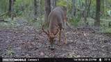 11804 County Road 234 - Photo 12
