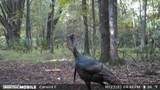 11804 County Road 234 - Photo 14