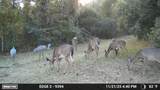 11816 County Road 234 - Photo 11