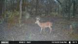 11816 County Road 234 - Photo 64
