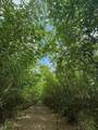  Fazzini Drive - Photo 8