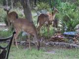  Quince Avenue - Photo 9