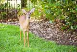 10138 Chiltern Garden Drive - Photo 4